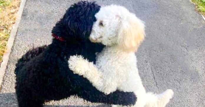 Kai susitikino du identiški, tik skirtingų spalvų šunys, jie iškart apsikabino