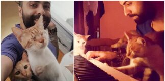 Pianistas išgelbėjo 9 kates. Dabar jos yra ištikimiausios jo klausytojos