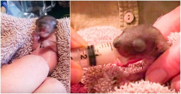 Sutuoktinių pora 70 dienų slaugė iš lizdo iškritusius voverių jauniklius