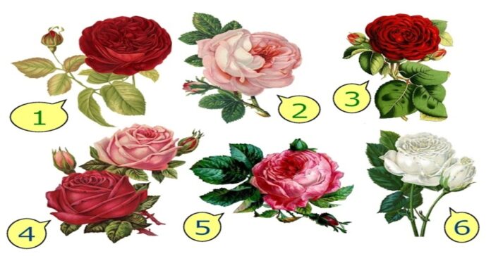 Testas: pasirinkite rožę ir ji atskleis, kokia meilė jums būdinga