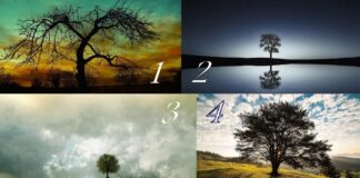 Testas: pasirinkite stebuklingą medį ir sužinokite, ką jums žada rytojus