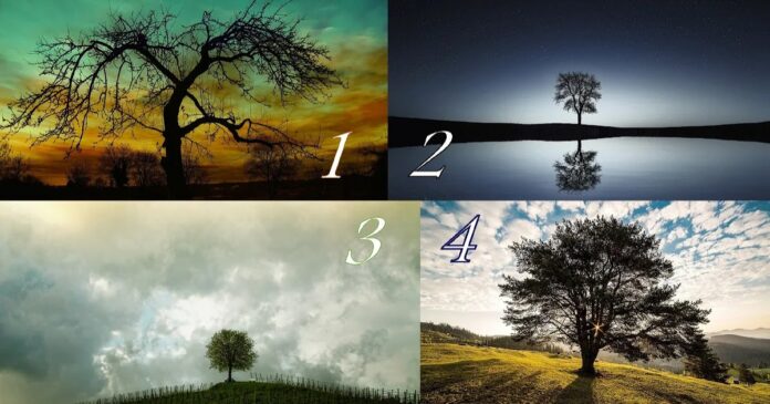 Testas: pasirinkite stebuklingą medį ir sužinokite, ką jums žada rytojus