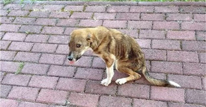 Benamis šuo sužalotu stuburu rado namus už 8000 km