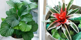 Kambariniai augalai mėgstantys šešėlį: nuotraukos ir pavadinimai