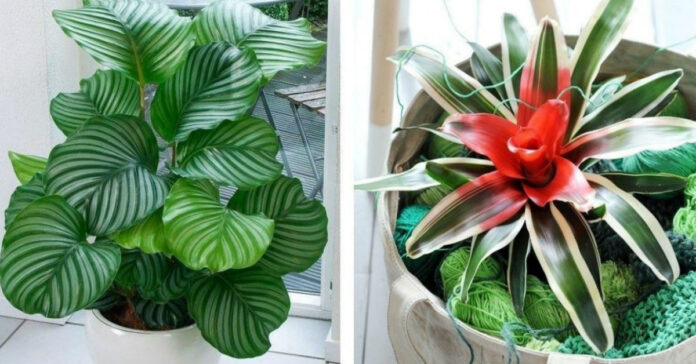 Kambariniai augalai mėgstantys šešėlį: nuotraukos ir pavadinimai