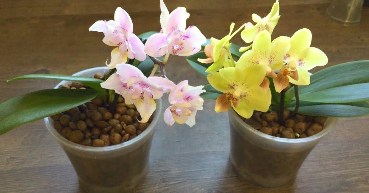 orchidėjos