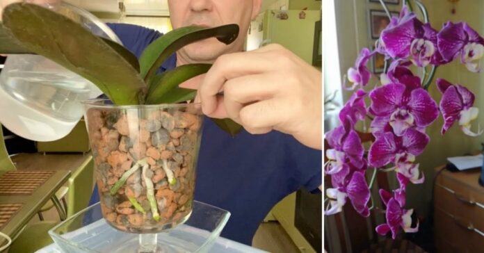 Gėlininkas išdavė paslaptį: orchidėjos turėtų augti keramzite