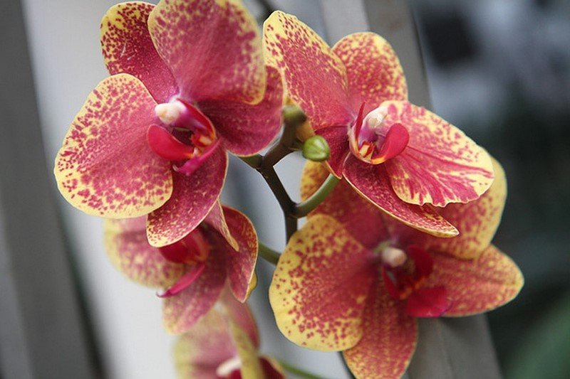 orchidėjų