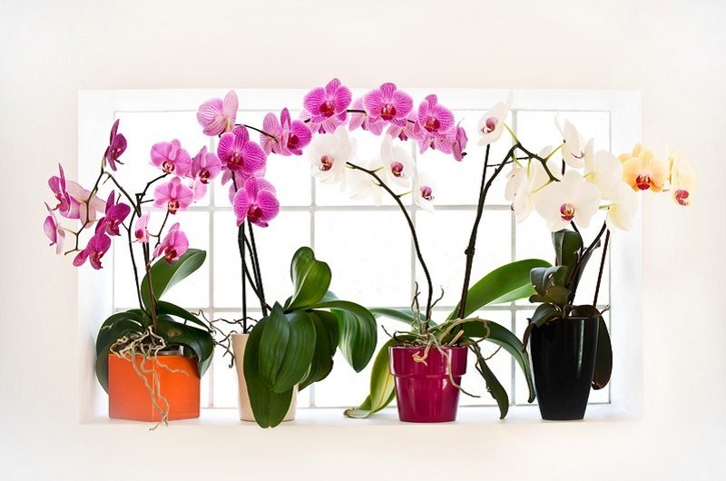 orchidėjų