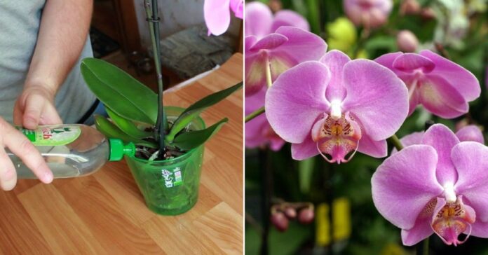 Naminės orchidėjų trąšos. Porą laistymų ir rezultatas akivaizdus