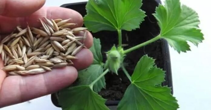 Kodėl į augalų vazonus verta įberti po saują grūdų?
