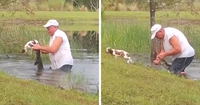 74 m. vyras plikomis rankomis grūmėsi su krokodilu, kad išgelbėtų savo šuniuką