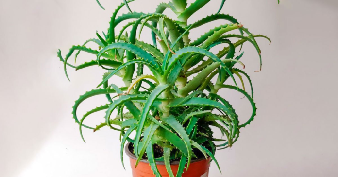 Kodėl alavijas namuose yra teigiamą energiją turintis augalas?