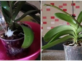 Veiksmingas būdas, kaip paskatinti orchidėjas žydėti