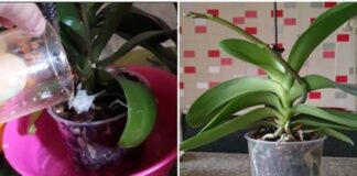 Veiksmingas būdas, kaip paskatinti orchidėjas žydėti