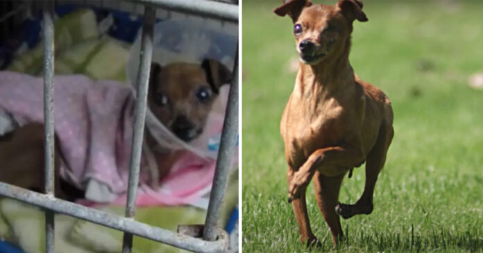 Šuo buvo uždarytas 12 metų - pažiūrėkite, kaip jis reaguoja, kai pirmą kartą pajaučia žolę po letenomis
