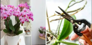 Sužinokite, kaip rūpintis orchidėjomis namuose