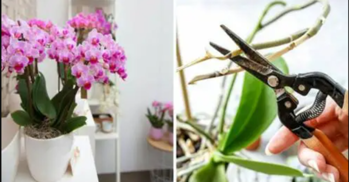 Sužinokite, kaip rūpintis orchidėjomis namuose