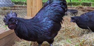 Ūkininkas rado keistus, juodus kiaušinius. Po kurio laiko iš jų išsirito nuostabūs paukščiai!