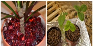 4 būdai, kaip apsaugoti kambarinius augalus nuo dehidratacijos šildymo sezono metu
