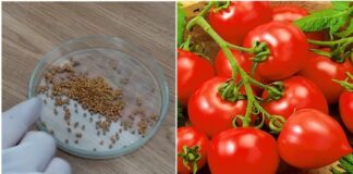 Kaip mirkyti pomidorų sėklas, kad pomidorai greičiau išdygtų?
