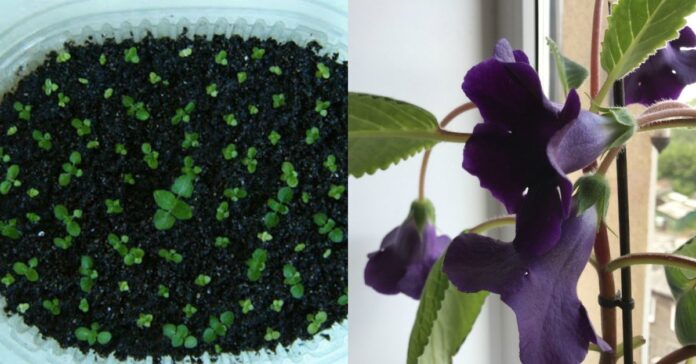 Kokius kambarinius augalus lengva auginti namuose iš sėklų?