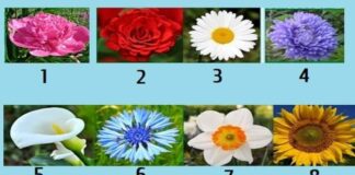Testas: pasirinkite gėlę ir sužinokite savo stipriąsias puses