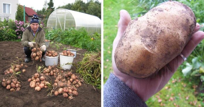 Sumanūs patarimai, kurie padės padvigubinti bulvių derlių
