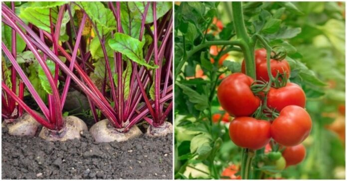Kaip burokėliai gali padėti užsiauginti gausų pomidorų derlių?