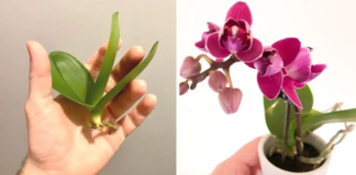 Kas patinka ir nepatinka orchidėjoms? 5 pagrindinės šių gėlių priežiūros taisyklės