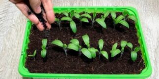 Paprasta priemonė, kuri išgelbės augalų daigus nuo ligų