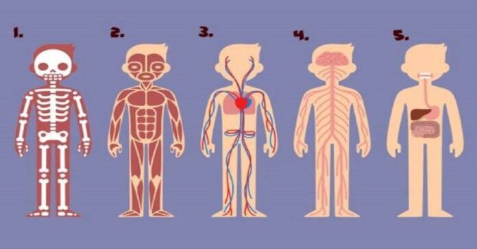 Kuri kūno dalis yra svarbiausia norint išgyventi? Atsakymas atskleis, ką jums reikia pakeisti gyvenime