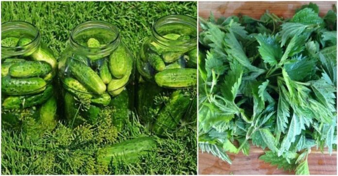 5 efektyvūs ir paprasti būdai padidinti agurkų derlių