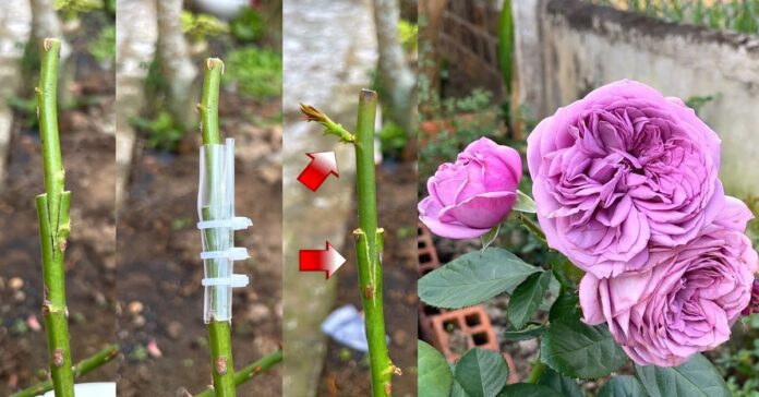 Labai paprastas būdas, kaip galite paskiepyti rožes. Tiks net pradedantiesiems sodininkams