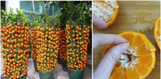 Kaip iš kauliuko užsiauginti mandariną? Labai lengva!