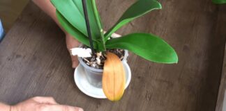 Česnakinis vanduo - tikras orchidėjų gelbėtojas