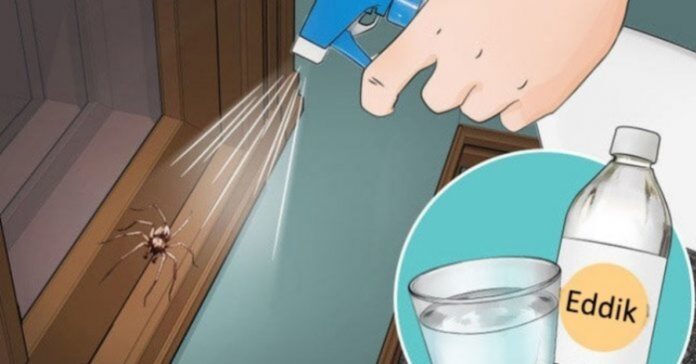 Naudodamiesi šiais triukais, daugiau niekada neturėsite vorų virtuvėje, vonioje ar miegamajame!
