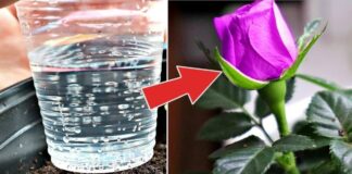 Sužinokite, kodėl mineralinis vanduo naudingas kambariniams augalams