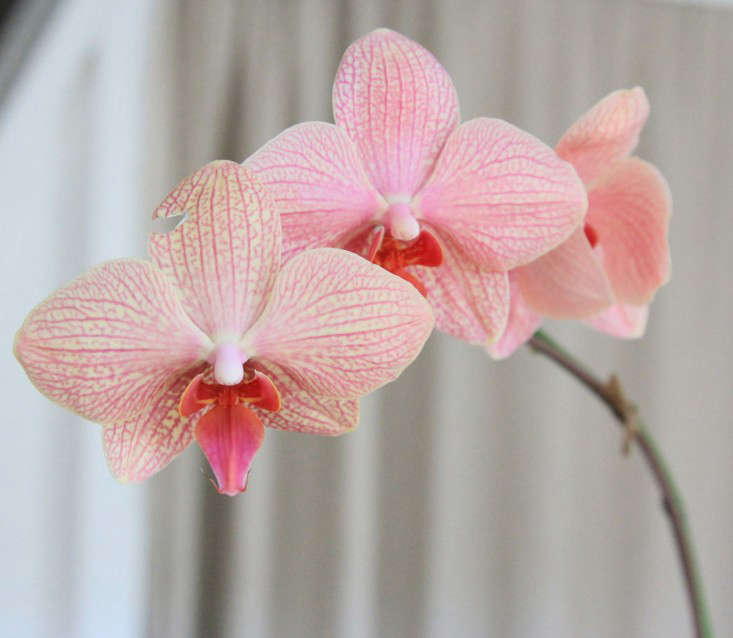 orchidėjas