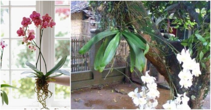 8 faktai apie orchidėjas, kurių tikriausiai nežinojote