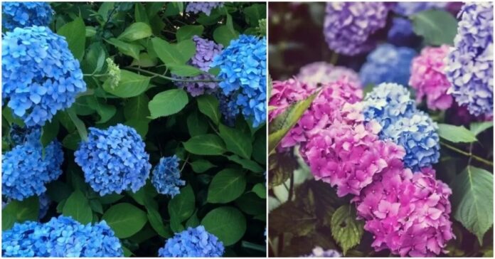 Paprastas būdas pakeisti hortenzijų spalvą į rožinę, mėlyną ar violetinę