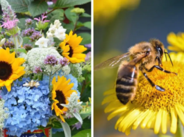 20 augalų, kuriuos labai mėgsta bitės