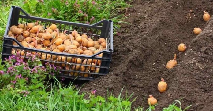 Geriausios 2021 metų dienos sodinti bulves. Nepraleiskite!
