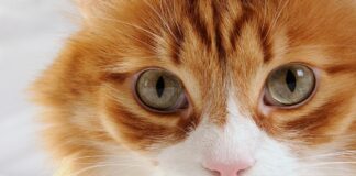 Kaip katės spalva veikia jos šeimininko likimą?