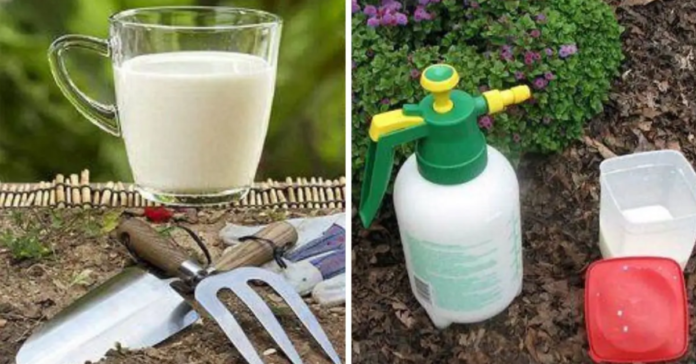 Sužinokite, kodėl sodininkai naudoja daržuose pieną