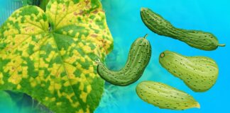 Kodėl pagelsta agurkų lapai? 4 priemonės, kurios padės išsaugoti derlių