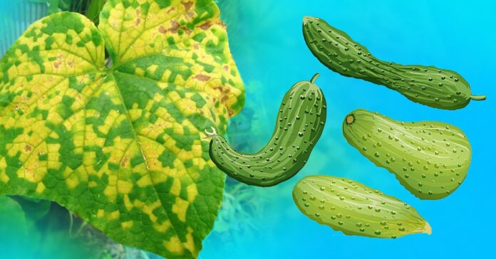 Kodėl pagelsta agurkų lapai? 4 priemonės, kurios padės išsaugoti derlių