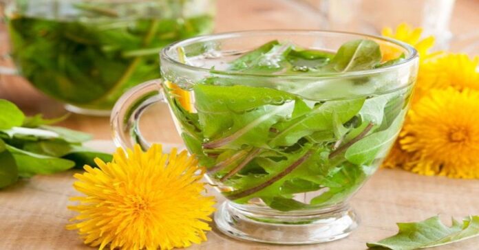 Kiaulpienių arbatos, kurią lengvai pasiruošite namuose, nauda sveikatai ir grožiui