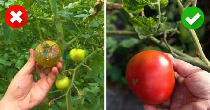 6 naminės priemonės, kaip apsaugoti pomidorus ir bulves nuo ligų. Turėkite sveiką derlių!