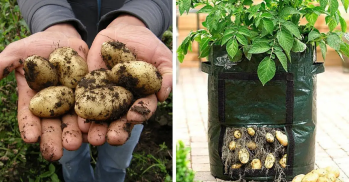 Būdas, kaip galite auginti bulves terasose ir balkonuose. Išbandykite!